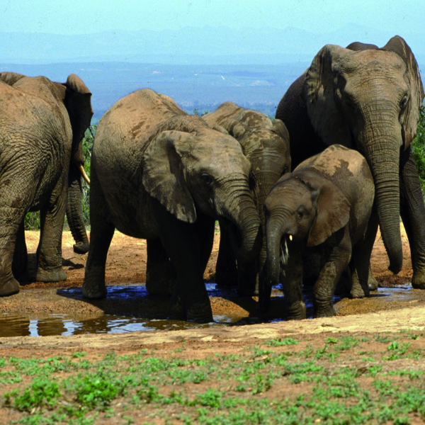 Experience Africa intensively: in small groups and with local expertise